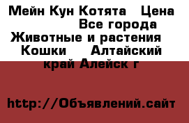 Мейн Кун Котята › Цена ­ 15 000 - Все города Животные и растения » Кошки   . Алтайский край,Алейск г.